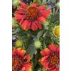 eGarden.store Pianta vera di Gaillardia - Gallardia ornamentale fiori vari colori da esterno venduta da eGarden.store (Rosso)