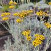 le Georgiche Vivai le Georgiche - Pianta vera di Helichrysum italicum - vaso Ø 14 cm