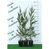 Vivaio di Castelletto Cipresso di Leyland Cupressocyparis leylandii 24 piante in vaso 2 litri cm h. 60/80 cm Vivaio di Castelletto