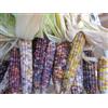 Generic 100 semi di mais ornamentale Semi di vetro Gem Popcorn Biologico