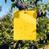 PDKKFF 60 lavagne gialle con ciliegio, 20 x 15 cm, per combattere le zanzare, adesivi gialli per alberi da frutto, per piante da appartamento e alberi da frutto, contro mosche bianche, afidi, mosche
