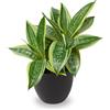 Oairse Sansevieria - Pianta artificiale a 2 teste per piante artificiali, piccole piante artificiali, per casa, scrivania, bagno, camera da letto, soggiorno, altezza 30 cm