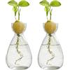 FARYODI Stazione di coltivazione idroponica per piante idroponiche, 2 pezzi, vaso per semi di avocado, terrario idroponico, per amanti delle piante, piante acquatiche o fiori, decorazione da tavolo per casa e