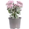 eGarden.store - Pianta vera di Sedum Telephium La Vie En Rose - Altezza pianta15 cm Diametro vaso: 13 cm - Pianta succulenta ornamentale da esterno fiori rosa