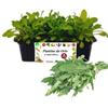 P. Piantine da Orto | Rucola, Kit 9 Piantine, Pianta Pronta per il Trapianto, Pianta Vera da Orto, da Balcone e da Esterno, Vivaio Italiano