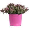 eGarden.store - Pianta vera di Sedum Spurium Spot On Deep Rose - Altezza pianta: 20 cm Diametro vaso: 17 cm - Pianta tappezzante sempreverde con fiori rosa resistente e facile da coltivare