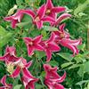 GardenersDream Clematide Princess Diana | Pianta perenne rampicante decidua in vaso da 9 cm