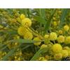 Generic 8 graines MIMOSA DES 4 SAISONS (Acacia Retinodes) G371 WIRILDA SEEDS SAMEN SEMI