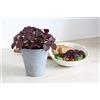 Gasa Pianta di Perilla Shiso Basilico giapponese su vaso cm 12 BIO