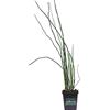 eGarden.store Pianta di Equiseto Invernale Pianta di Equisetum Hyemale pianta da interno pianta da esterno pianta verde ornamentale pianta vera di Equisetum venduta da eGarden.store (Vaso 9 cm)
