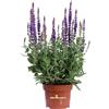 eGarden.store Pianta di Salvia Nemorosa Sensation pianta ornamentale da esterno giardino balcone terrazzo pianta vera fiori vari colori venduta da eGarden.store (Blu)