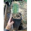 Portal Cool Dioon Edule Piantina Castagna Dioon Palm Cycad Cycas Encephalartos