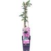 eGarden.store Pianta di Passiflora pianta da esterno pianta rampicante pianta di Passiflora varietà mix pianta ornamentale pianta vera venduta da eGarden.store (Passiflora Caerulea Purple Haze v.15 cm)