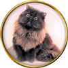 Gatto Persiano Nero Bavero Spilla Badge