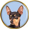 Miniatura Pinscher Distintivo di Lapel Pin