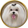 Maltese Cane Terrier Distintivo di Lapel Pin