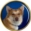 Islandese Cane da Pastore Cane Distintivo di Lapel Pin