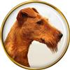 Irlandese Cane Terrier Distintivo di Lapel Pin