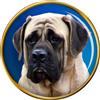 Distintivo Spilla In Smalto Per Mastino Inglese