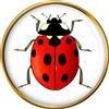 Spilla A Veste Ladybird