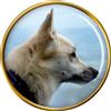 Norvegese Buhund Cane Distintivo di Lapel Pin