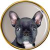 Spilla A Veste Blu Bulldog Francese