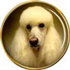 Spilla Poodle
