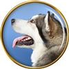 Alaskan Malamute Cane Distintivo di Lapel Pin