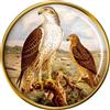 Bonelli's Aquila Spilla Badge