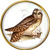 Short-Eared Gufo Spilla Badge
