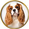 Cavalier King Charles Spaniel Distintivo di Lapel Pin