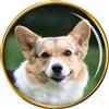 Spilla Spilla Cardigan Welsh Corgi