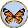Farfalla Color Oro Spilla Badge