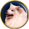 Samoiedo Cane Distintivo di Lapel Pin