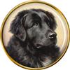 Cane Terranova Da Reichert Distintivo di Lapel Pin