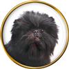 Affenpinscher Cane Distintivo di Lapel Pin