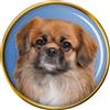 Tibetano Spaniel Cane Distintivo di Lapel Pin