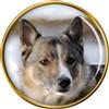 Svedese Vallhund Cane Distintivo di Lapel Pin