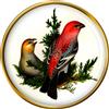 Spilla Con Il Pino Grosbeak