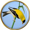 Americana Cardellino Spilla Badge