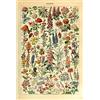 Meishe Art Poster stampa collezioni botaniche floreali fiori da giardino e piante riferimenti di identificazione illustrazione della decorazione della parete della casa 33x50cm