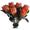Qingriver - 6 piante artificiali di protea di grandi dimensioni da 68 cm, per decorazione casa e giardino