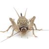 Eurocrickets | Grilli domestici vivi misura n. 3 (8-10 mm) Small-Medium | Mega Pack - 1000 pezzi | grilli per gechi