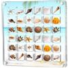 BOBOZHONG Espositore Magnetico in Acrilico,36 Griglie Scatola Organizer Trasparente Vetrinascomparti,Organizer per riporre Oggetti Scatola da Collezione,per Conchiglie,Unghie,Gioielli