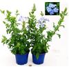 POWERS TO FLOWERS - PLUMBAGO 2 PIANTE, VASO 14CM, piante vere