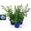 POWERS TO FLOWERS - PLUMBAGO 3 PIANTE, VASO 14CM, piante vere