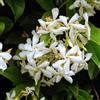 le Georgiche Vivai le Georgiche - Pianta vera di Trachelospermum jasminoides Star of Venice - Rhynchospermum jasminoides 'Star of Venice' - Falso gelsomino, Rincospermo - diametro vaso Ø 15 cm