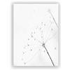 OYFFL Stampa Floreale in Bianco e Nero Immagini fresche della Parete Piuma di tarassaco Immagini su Tela Decorazione del Soggiorno Dipinti murali (50 * 70cm Senza Cornice,Dandelion)
