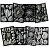 Artery8 Ernst Haeckel Kunstformen Der Natur Plates Nature Vintage Various Black White Biology Art Print Poster Home Decor Premium Pack of 8