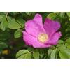 Generic Rosa rugosa PINK Rosa semina!
